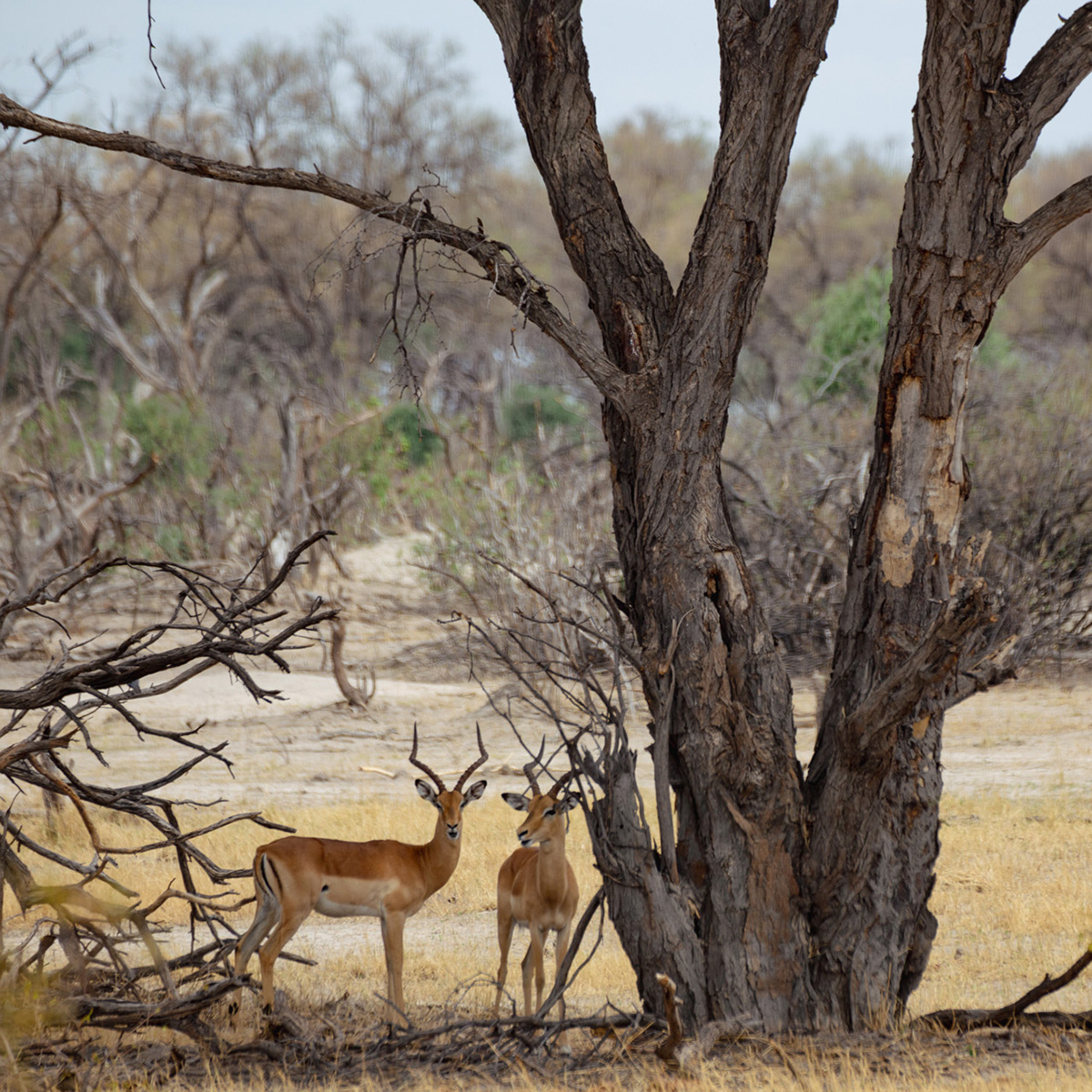 botswana26Ottobre2025 2