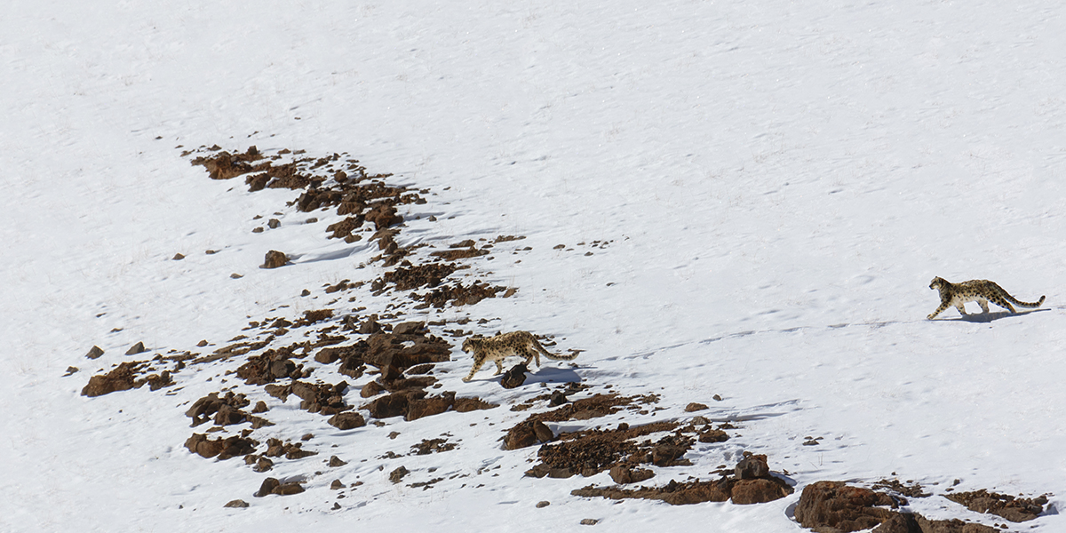 HIMALAYA leopardo delle nevi