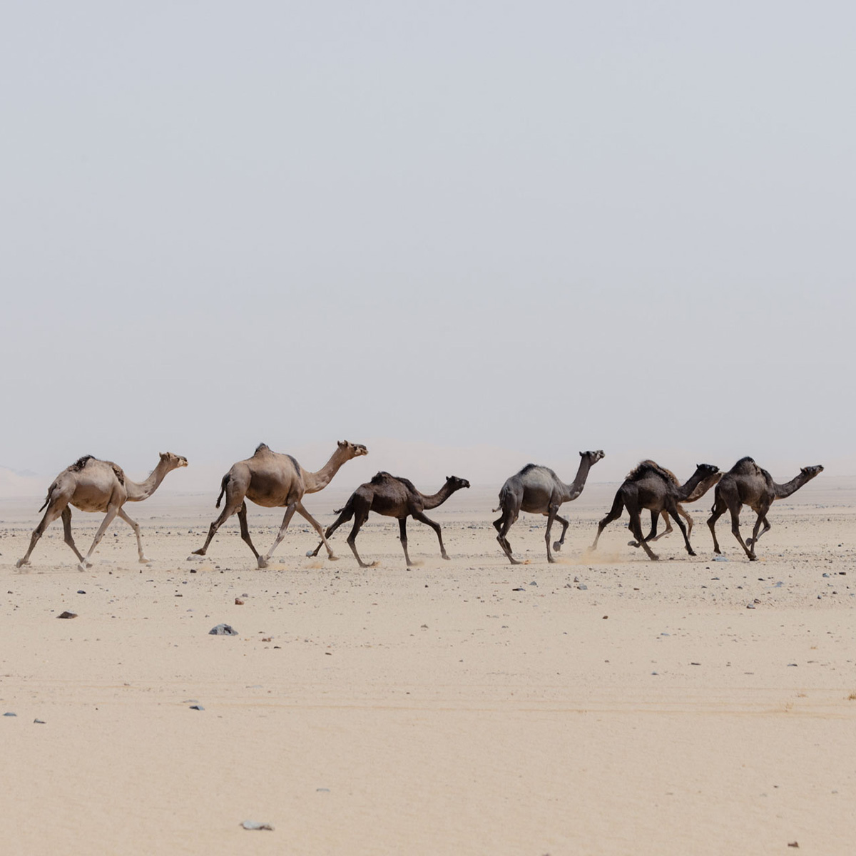 libia23Settembre2027 3