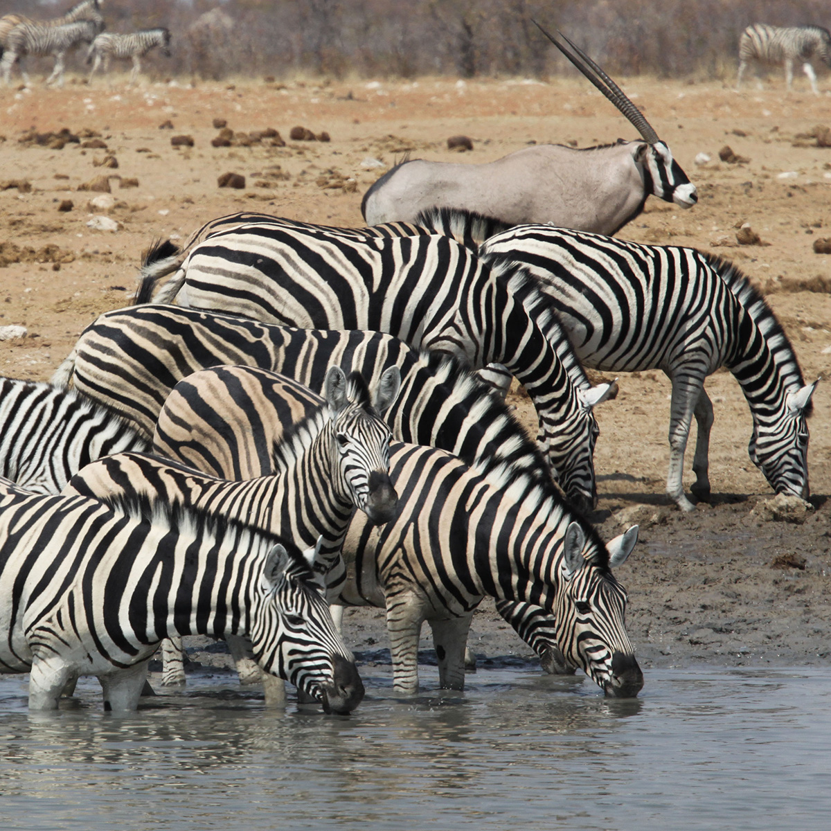 namibia13Agosto2025 2