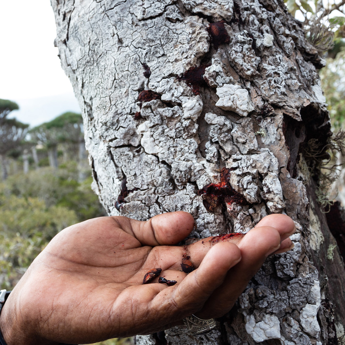 socotra10Marzo2025 3