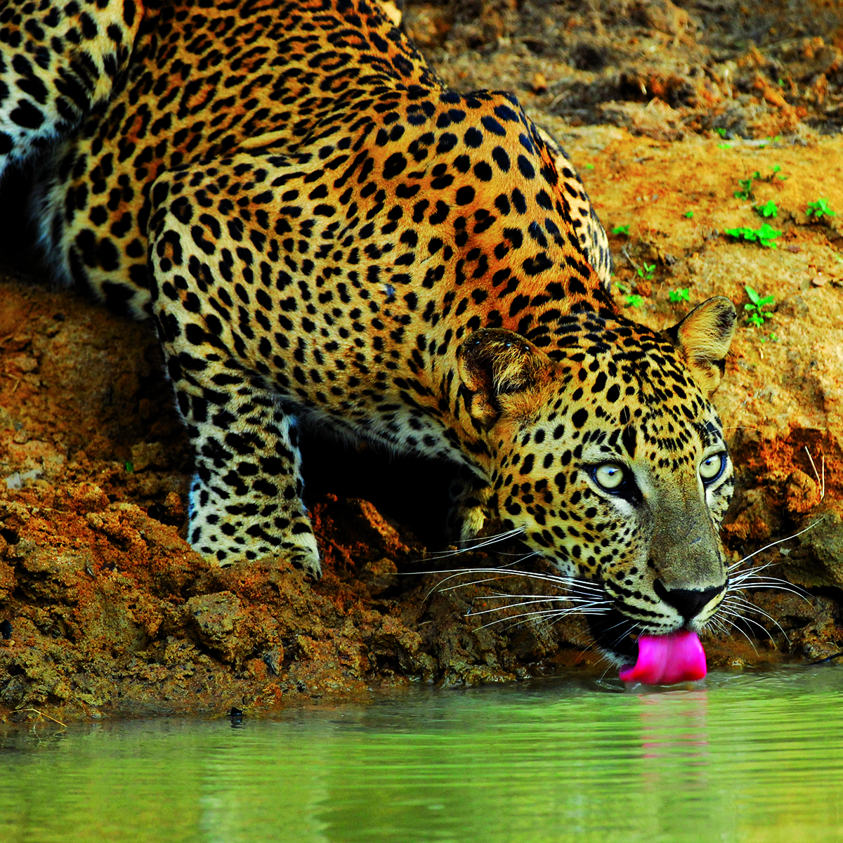 srilanka01Luglio2026 3